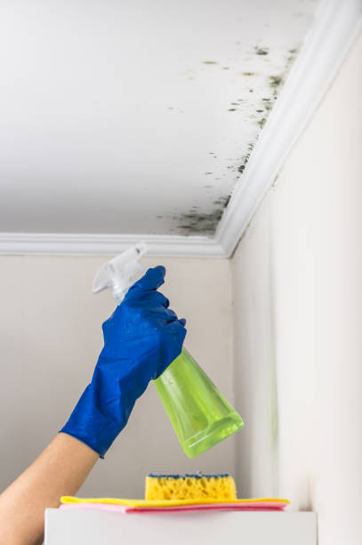 Best Water Damage & Mold Remediation  in La Verne, CA